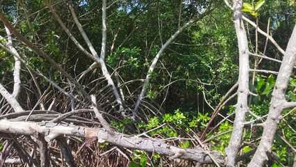 Obraz premium Mangrove forest plants with thick roots