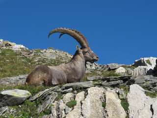 Relaxed male alpine ibex