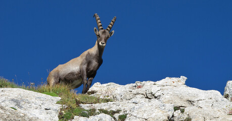 Young male alpine ibex looking down