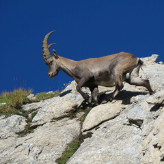 Alpine ibex walking on a rock