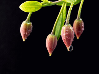 Macro photograph of a flower bud with rain droplets, Beads of water cling to a fresh flower bud after a spring rain.