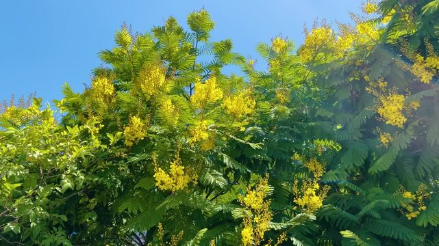 Blossom of beautiful Peltophorum dubium tree with a yellow crown 