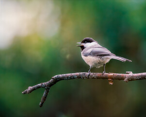 Black-capped chickadee singing 