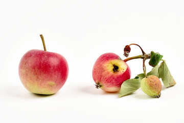 Grown in a garden, good and bad, rotten damaged apples. Isolated on white background. Apple sawfly, brown rot, fungal mould apple fruits problems.