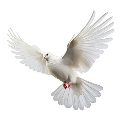 white dove, dove of peace flying isolated transparent background