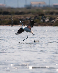 A flamingo landing on water in France