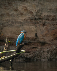 a kingsfisher sitting on a branch underneath a river called de regge