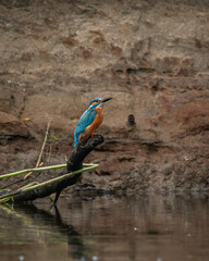 a kingfisher sitting on a branch underneath a river called de regge