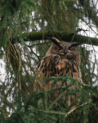 an eurasian eagle owl perched and gazing at the camera, made in Zwolle, The Netherlands.