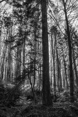 Obraz premium Macro - Forest - Europe, Romania, Suceava region, Marginea