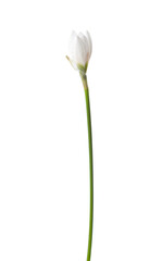 Opening bud of  white  Lily isolated on  white background. Zephyranthes candida.