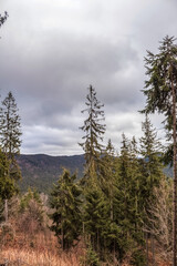 Landscapes -  Forest - Europe, Romania, Suceava region