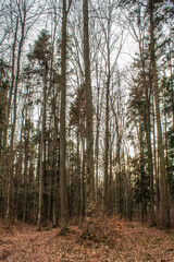 Landscapes -  Forest - Europe, Romania, Suceava region