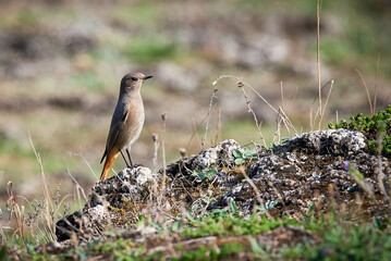 Black redstart female bird (Phoenicurus ochruros)