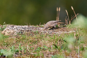 Black redstart female bird searching for insects (Phoenicurus ochruros)