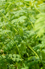 Close-up of Green Chickpea Pods on Plant