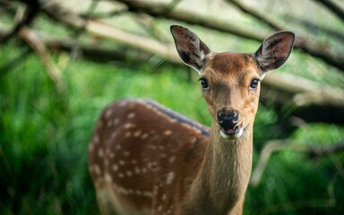 Naklejka premium Close-up of a young deer standing in a lush green forest with a blurred background