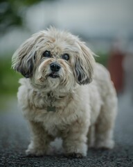 Close-up of a fluffy dog standing on a gravel path with a blurred background