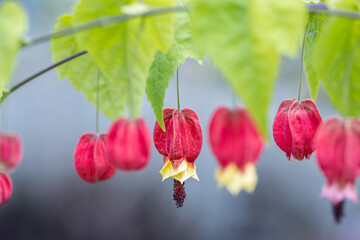 Abutilon megapotamicum or Callianthe megapotamica (trailing abutilon) is a species of Abutilon native to Argentina, Brazil and Uruguay. It's also known as flowering maple or Chinese lantern.