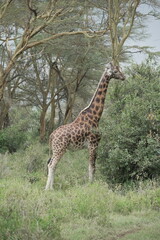 Jirafa comiendo hojas en sabana africana