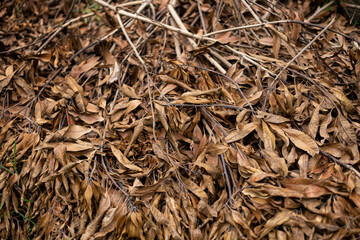 leaves And Branches Are Dry And Dead On The Ground