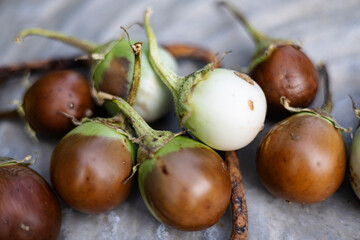 Many Rotten Eggplant