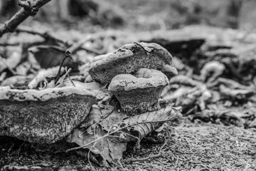  Macro  - Forest - Europe, Romania, Suceava region