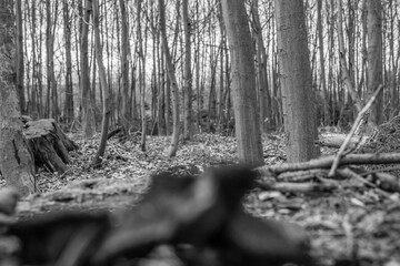  Macro  - Forest - Europe, Romania, Suceava region