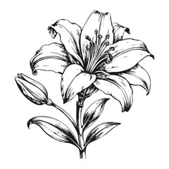 Sketch of a blooming lily, side view, on a white background