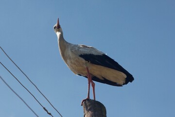 stork on the roof