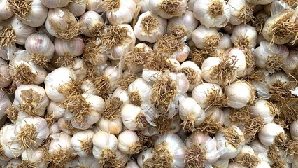 Fresh Garlic stacked in the field