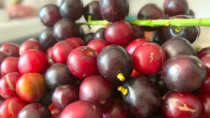 Prunus laurocerasus or Otto Luyken (kara yemis) fruits collected from nature
