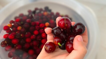Prunus laurocerasus or Otto Luyken (kara yemis) fruits collected from nature