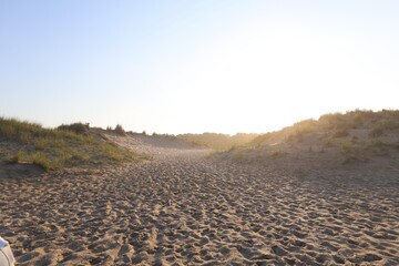 landscape in the field
