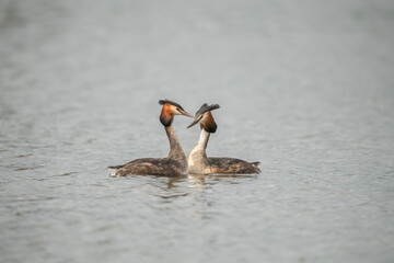 Great crested grebes displaying close up on a lake