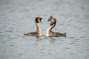 Great crested grebes displaying close up on a lake
