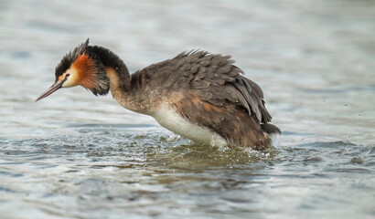 Great crested grebe displaying close up on a lake