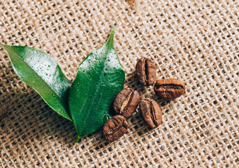 Green leaves and coffee beans on burlap. Close-up selective focus