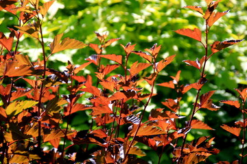 Decorative bushes grow in garden. Light green and red  leaves for natural background