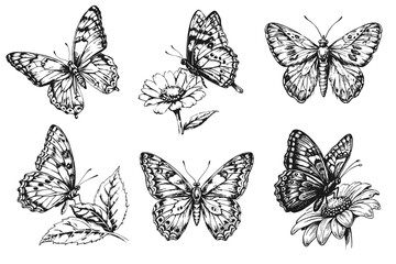 Sketch of a fluttering butterfly. On a white background.