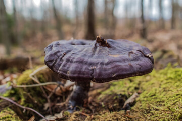 Macro  - Forest - Europe, Romania, Suceava region