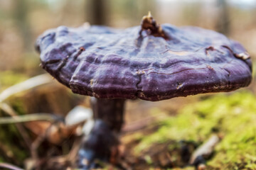 Macro  - Forest - Europe, Romania, Suceava region