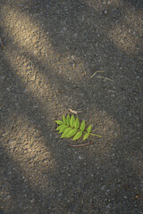 Hoja verde sobre carretera 