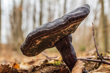 Macro  - Forest - Europe, Romania, Suceava region