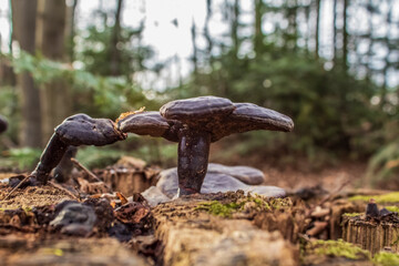 Macro  - Forest - Europe, Romania, Suceava region