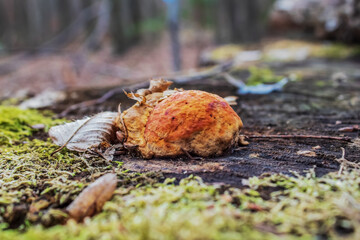 Macro  - Forest - Europe, Romania, Suceava region