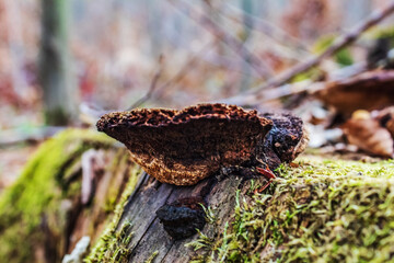 Macro  - Forest - Europe, Romania, Suceava region
