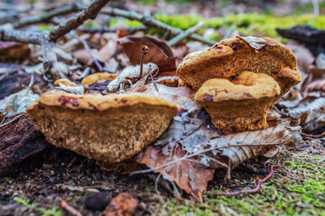 Macro  - Forest - Europe, Romania, Suceava region