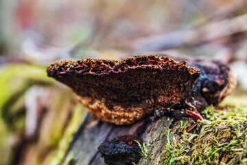 Macro  - Forest - Europe, Romania, Suceava region