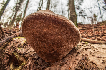 Macro  - Forest - Europe, Romania, Suceava region